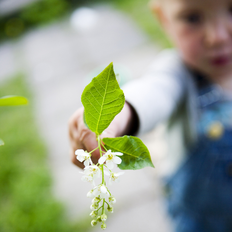 Litet barfota barn sträcker fram sin hand med en häggblomma som är i fokus.