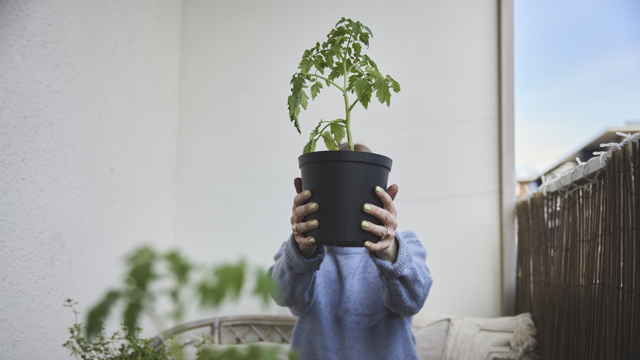 En person sitter på en balkong och håller fram en tomatplanta framför sig.