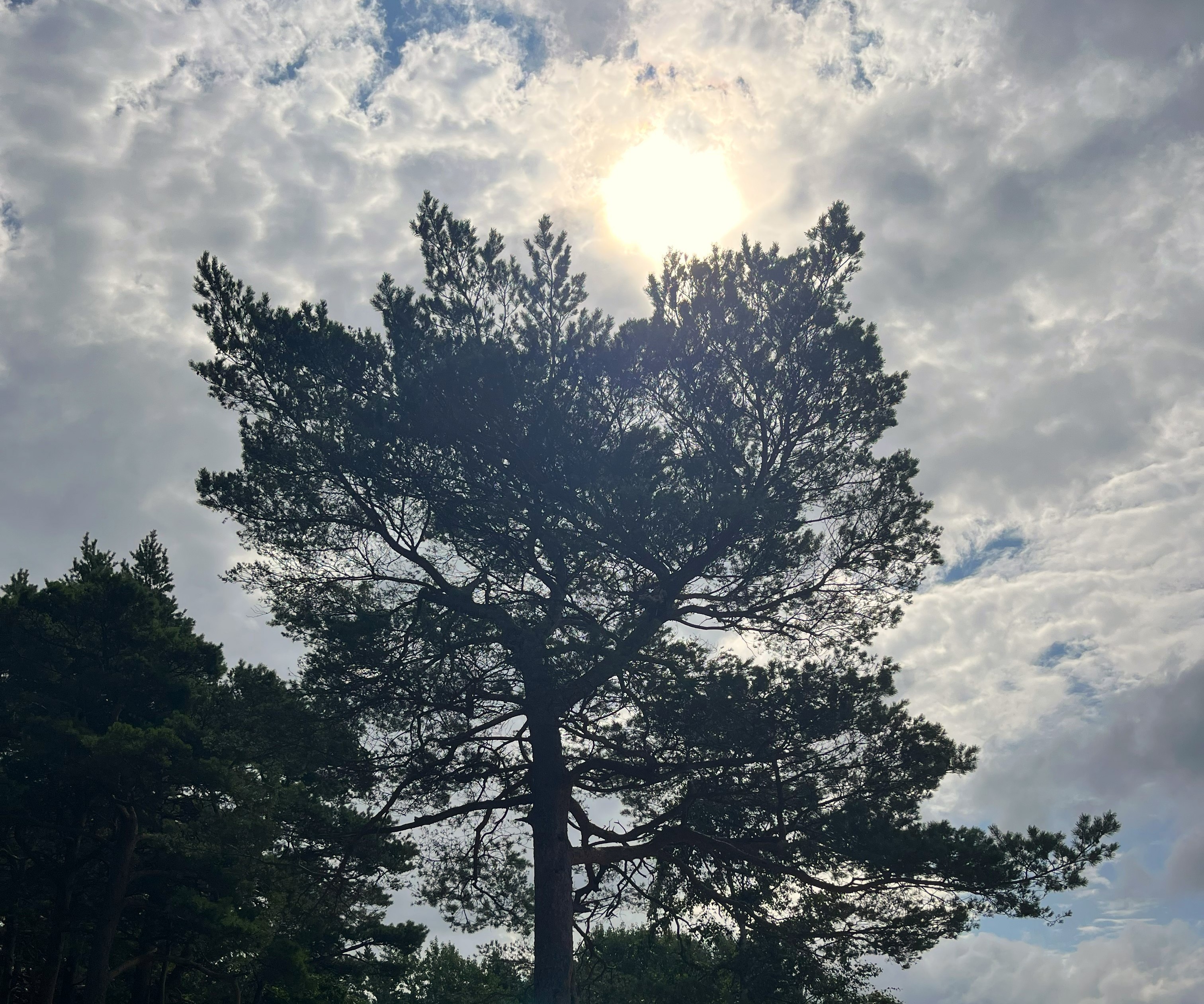 Solens strålar tittar fram bakom ett träd på en molnig himmel. 
