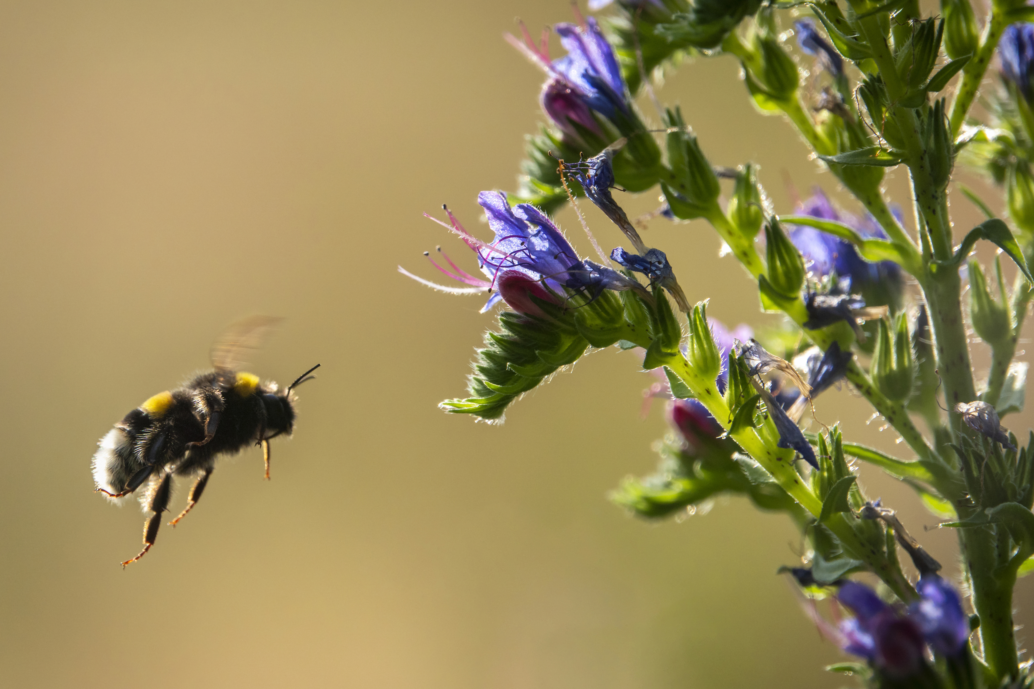 ett bi flyger mot en blomma