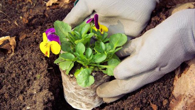 Närbild på ett par händer med handskar som planterar en en blomma med penséer. 