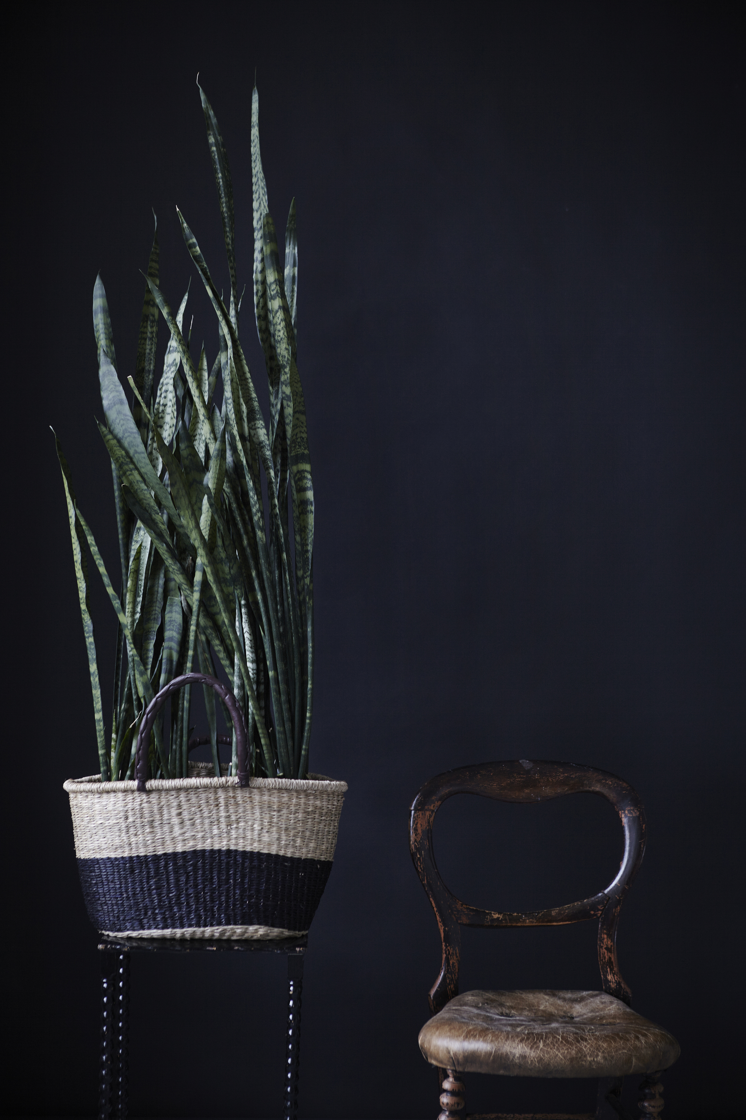 Två stora krukväxter med Svärmorstunga placerade tillsammans i en korg som kruka