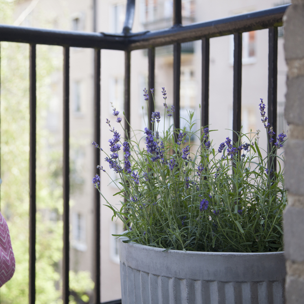 Närbild på en kruka med lavendel på balkongen.