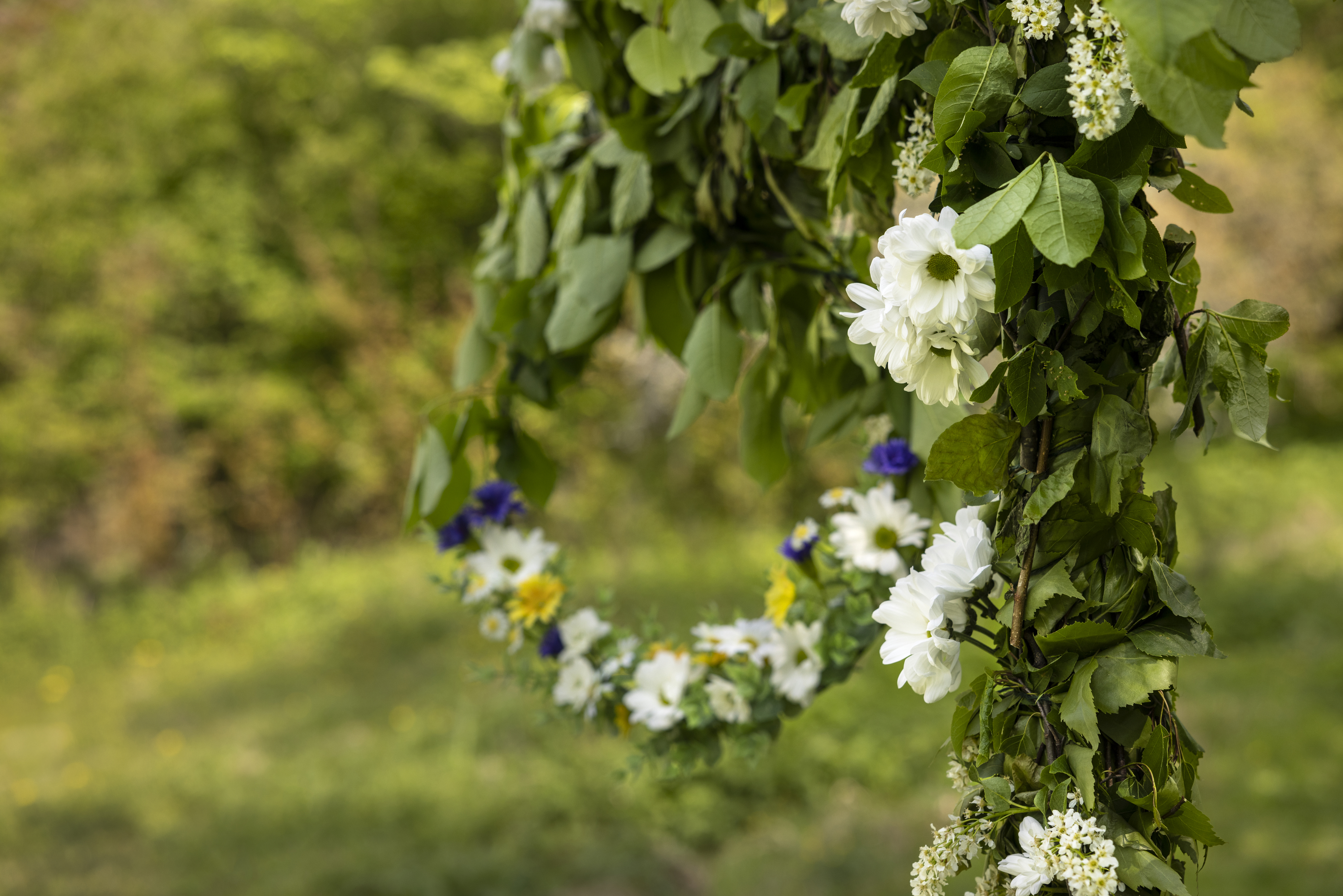 En närbild på en midsommarstång med vita blommor