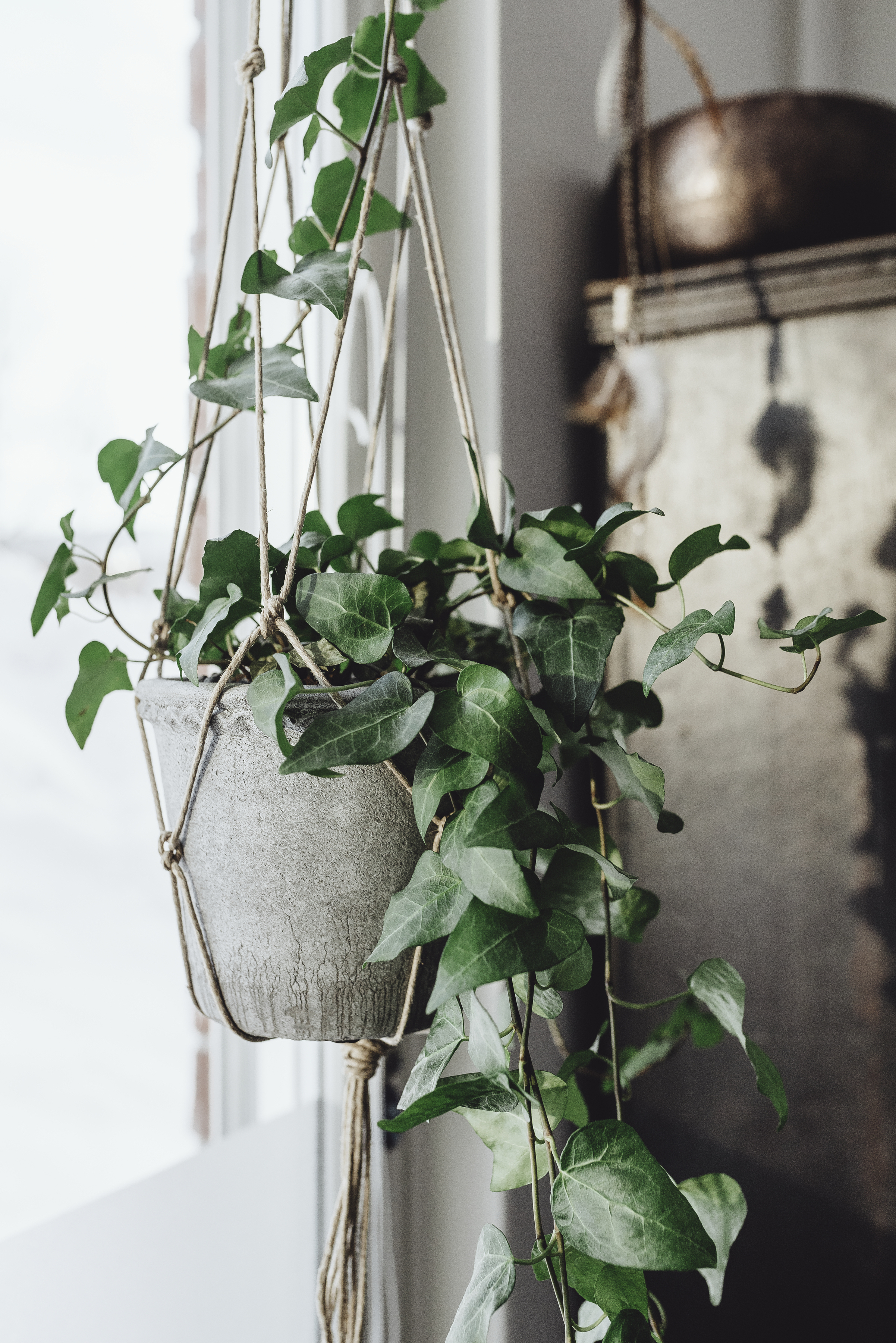 En Murgröna hänger i en ampel. 